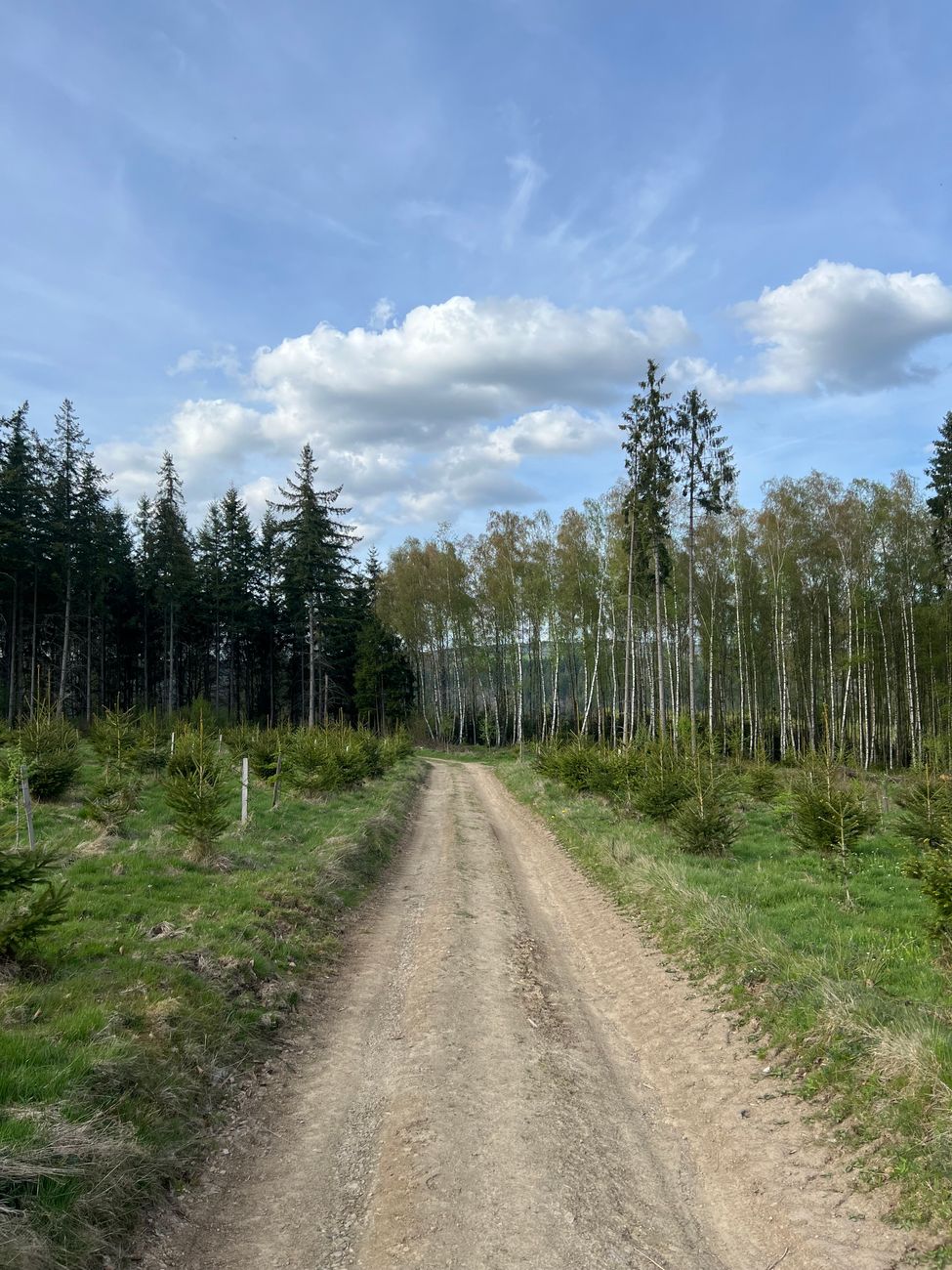 Prachtig bospad in de Ardennen